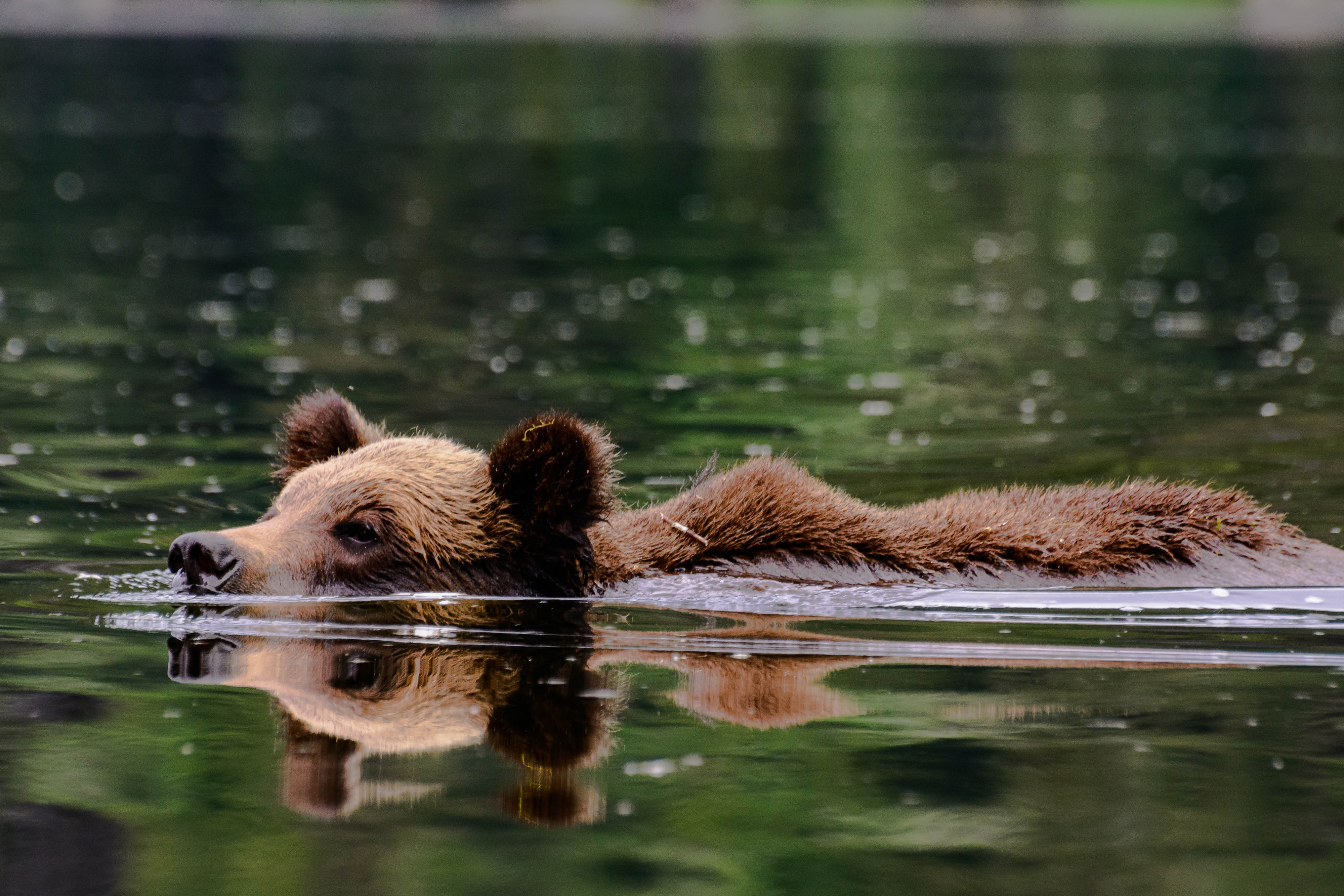 Bear Swimming Shutterbug